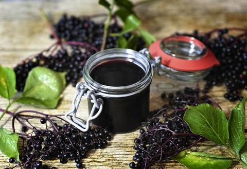 
                  History of Black Elderberry for Medicinal Use
                