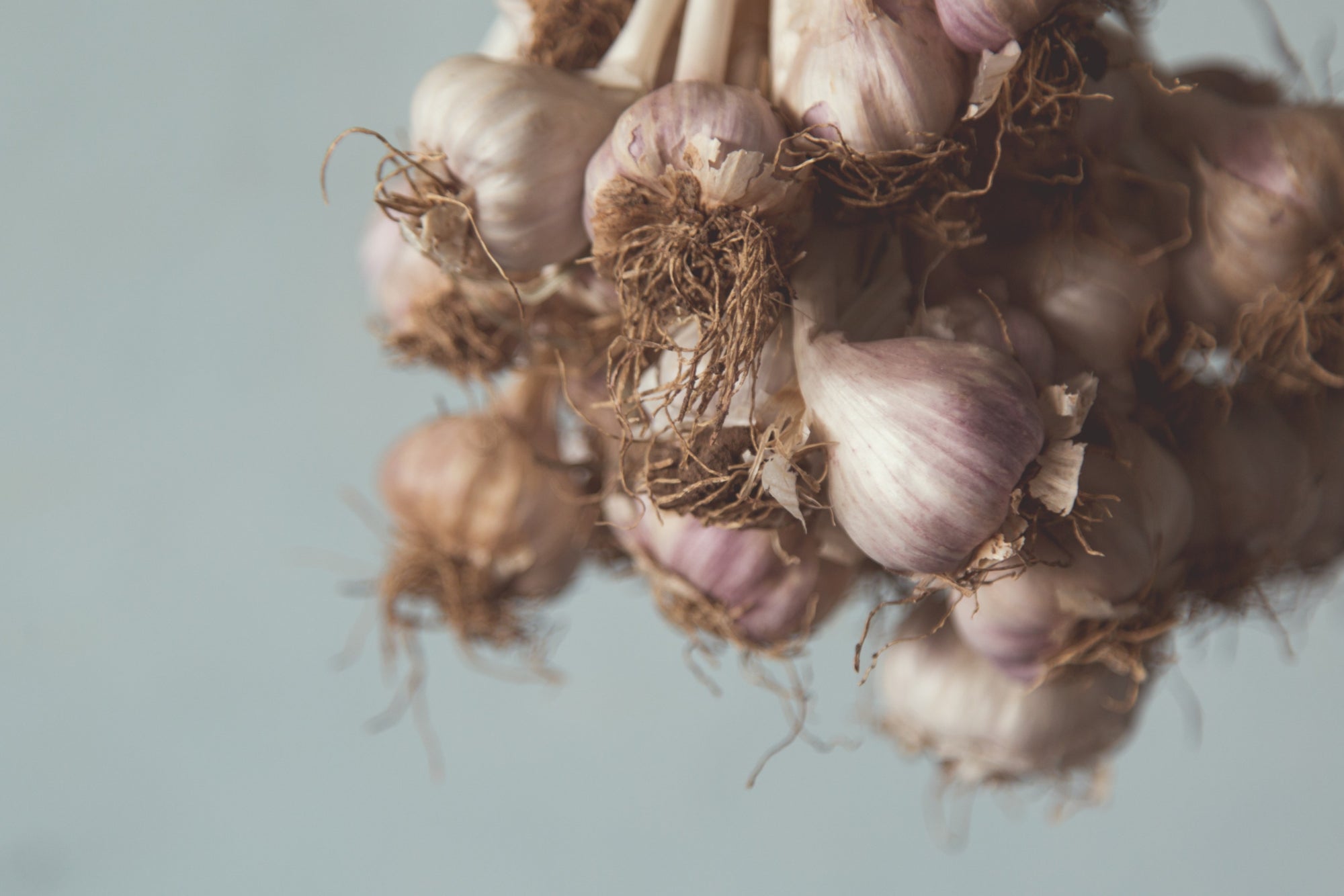 
                  History of Garlic
                