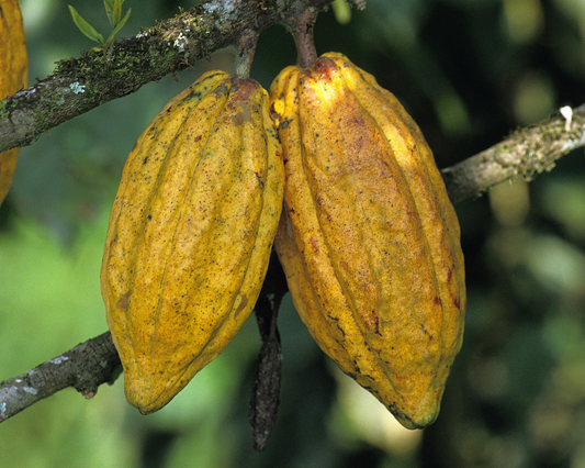 What is the Difference Between Cacao and Cocoa and Which is Better?