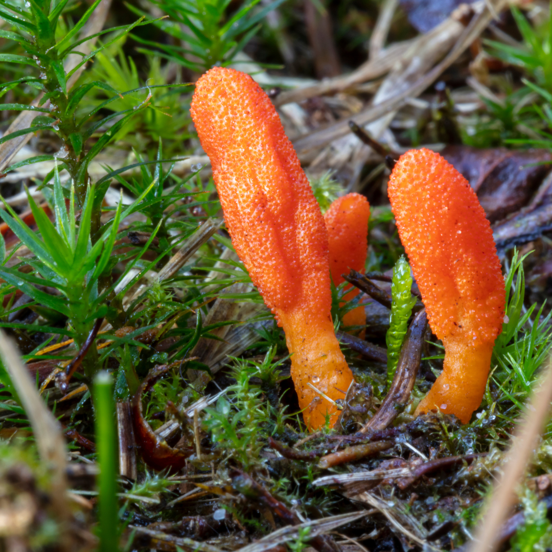 The History and Benefits of Cordyceps Mushrooms