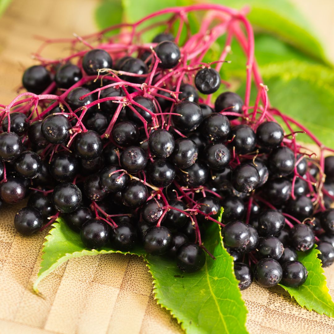 Close up of a bunch of elderberries on the stems sitting on a large elderberry tree leaf