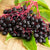 
          Close up of a bunch of elderberries on the stems sitting on a large elderberry tree leaf
        