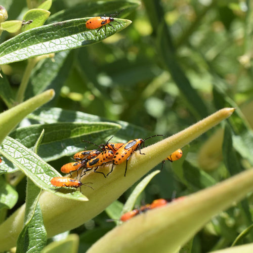 Close up of a plant with a cluster on insects on a leaf