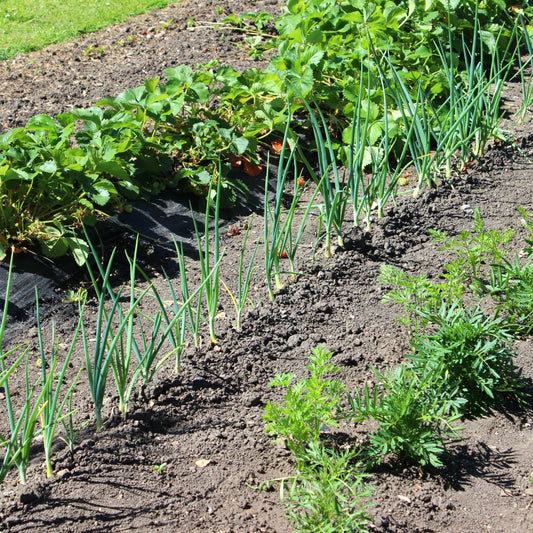 Allotment vegetable garden with marigolds / companion plants, onions, strawberry plants