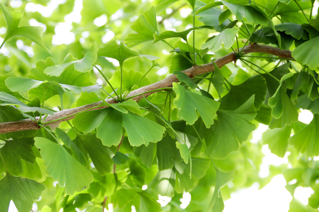 Close up of a ginkg biloba branch with a ton of leaves on it