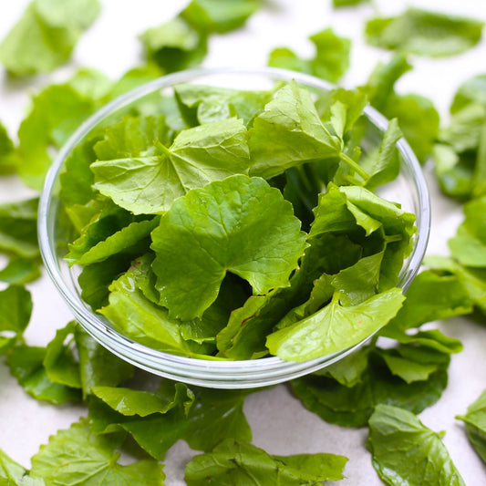 Gotu Kola History and Benefits