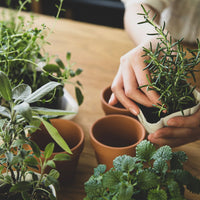 small terracotta planters with various herbs