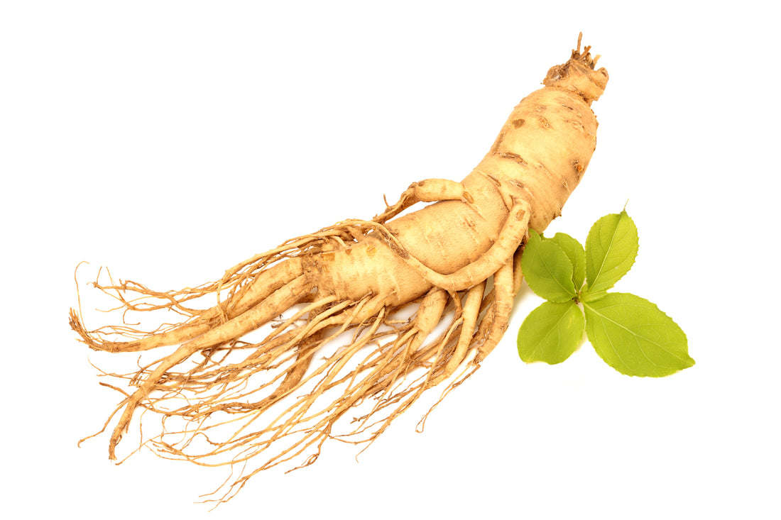 a Korean ginseng root with leaves