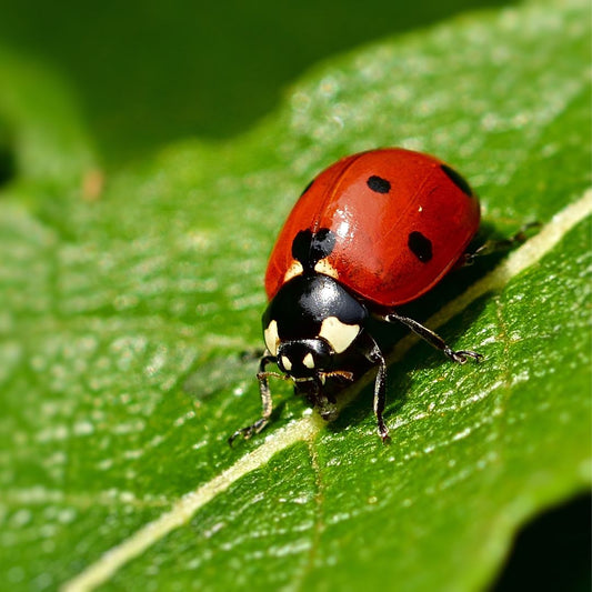 Close up of a lady bug on a leaf