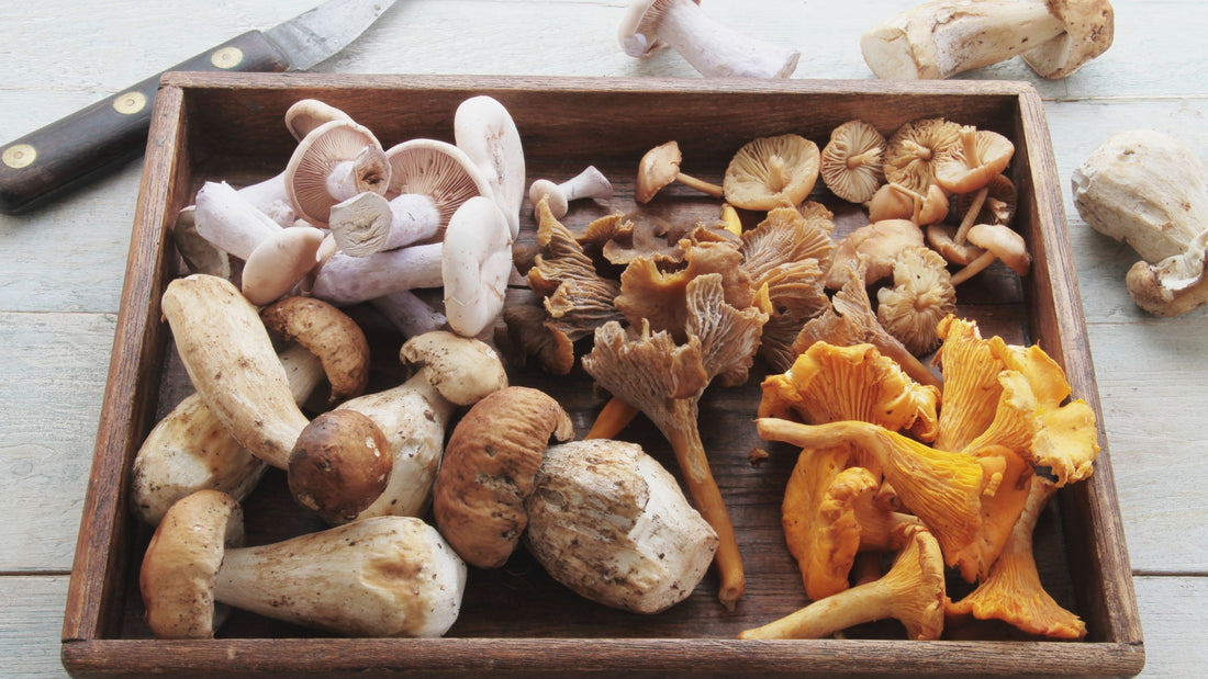 Aerial view of a shallow wooded box.The box has a variety of different species of mushrooms. 