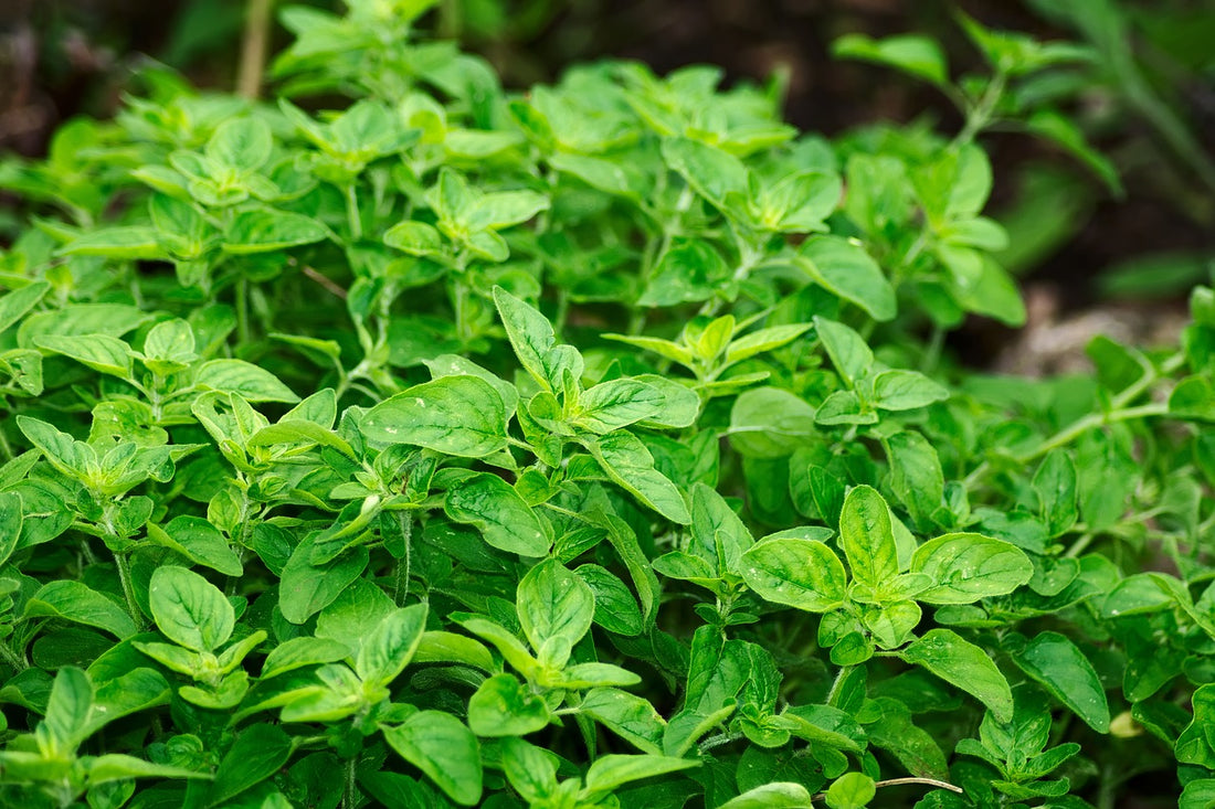 Oregano Oil: History and Benefits