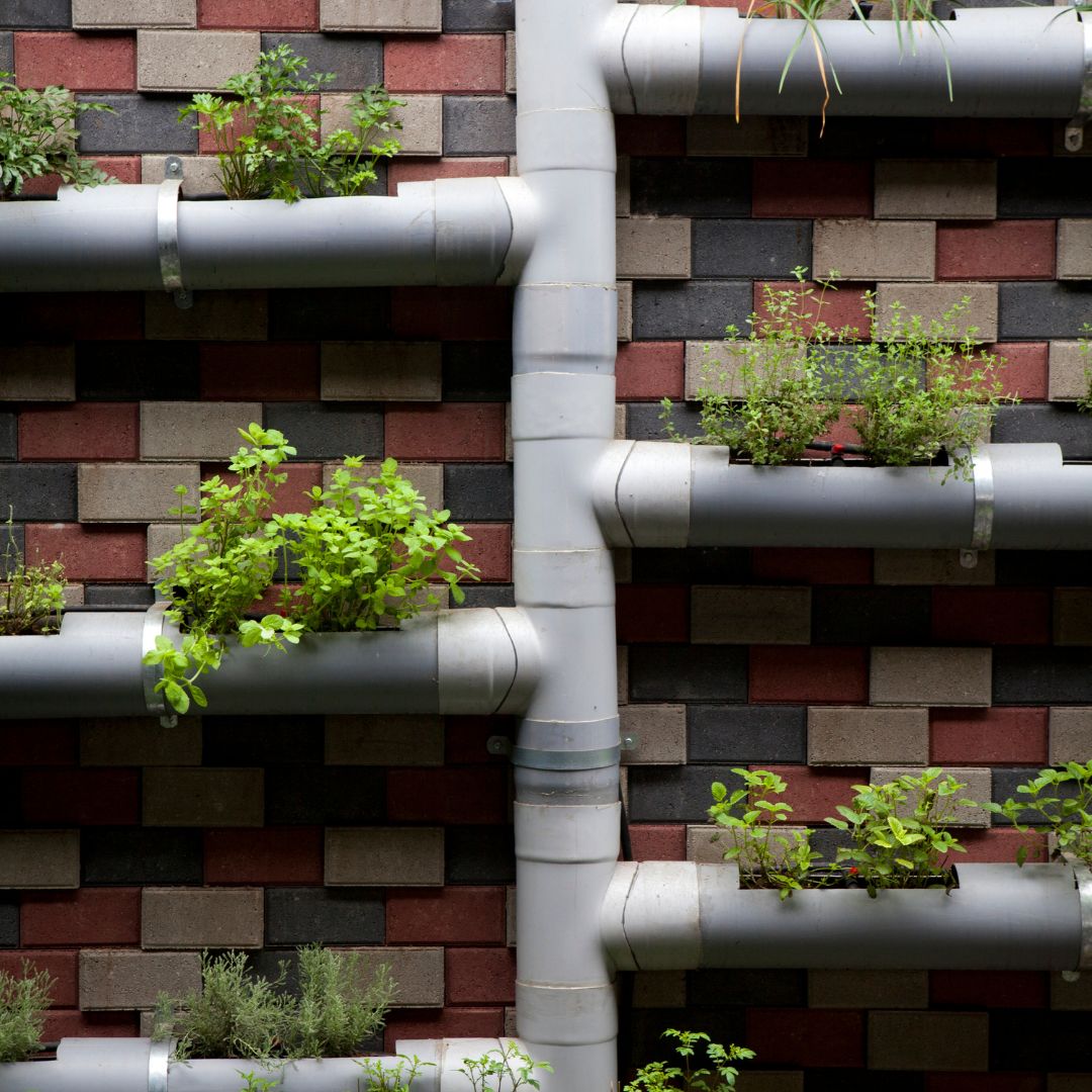 Large PVC pipes with plants growing out of them