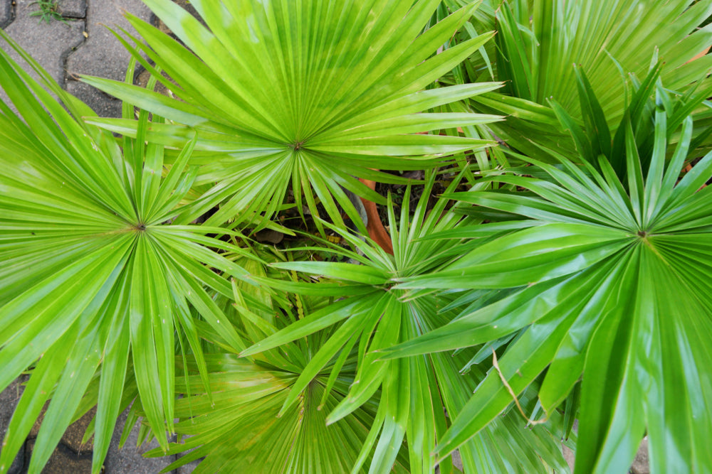 A close up of green, spiky, saw palmetto plants 