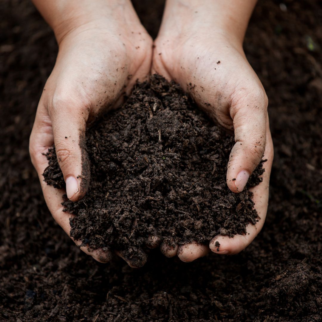 
          Close up of hands with a pile of soil in them
        