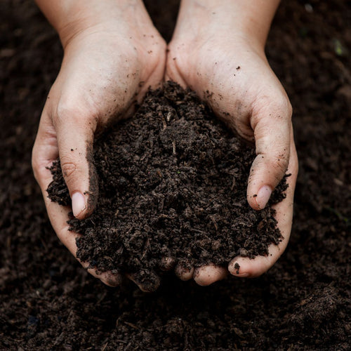 Close up of hands with a pile of soil in them