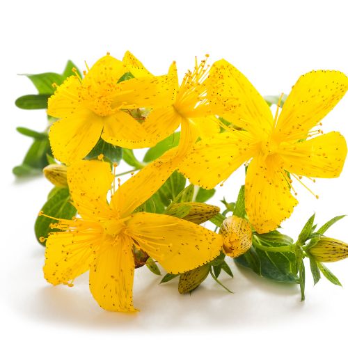 History and Benefits of St John's Wort