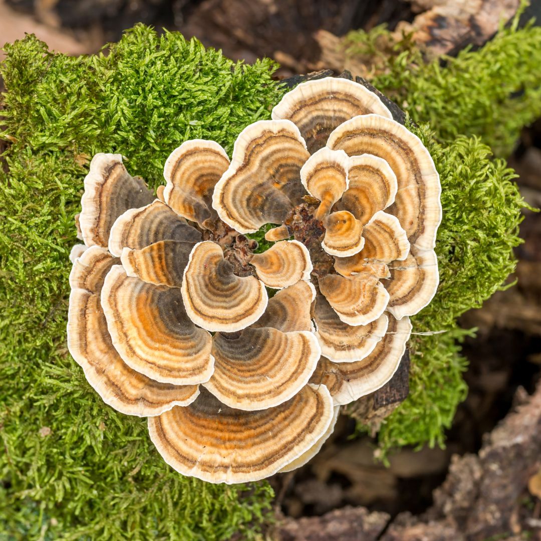 The History and Benefits of Turkey Tail Mushroom