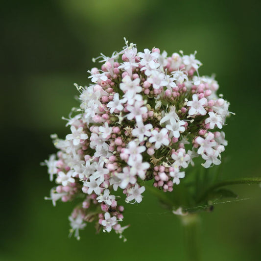 The History of Valerian Root