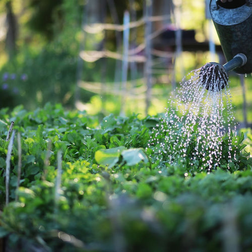 garden of herbs being watered with a watering can