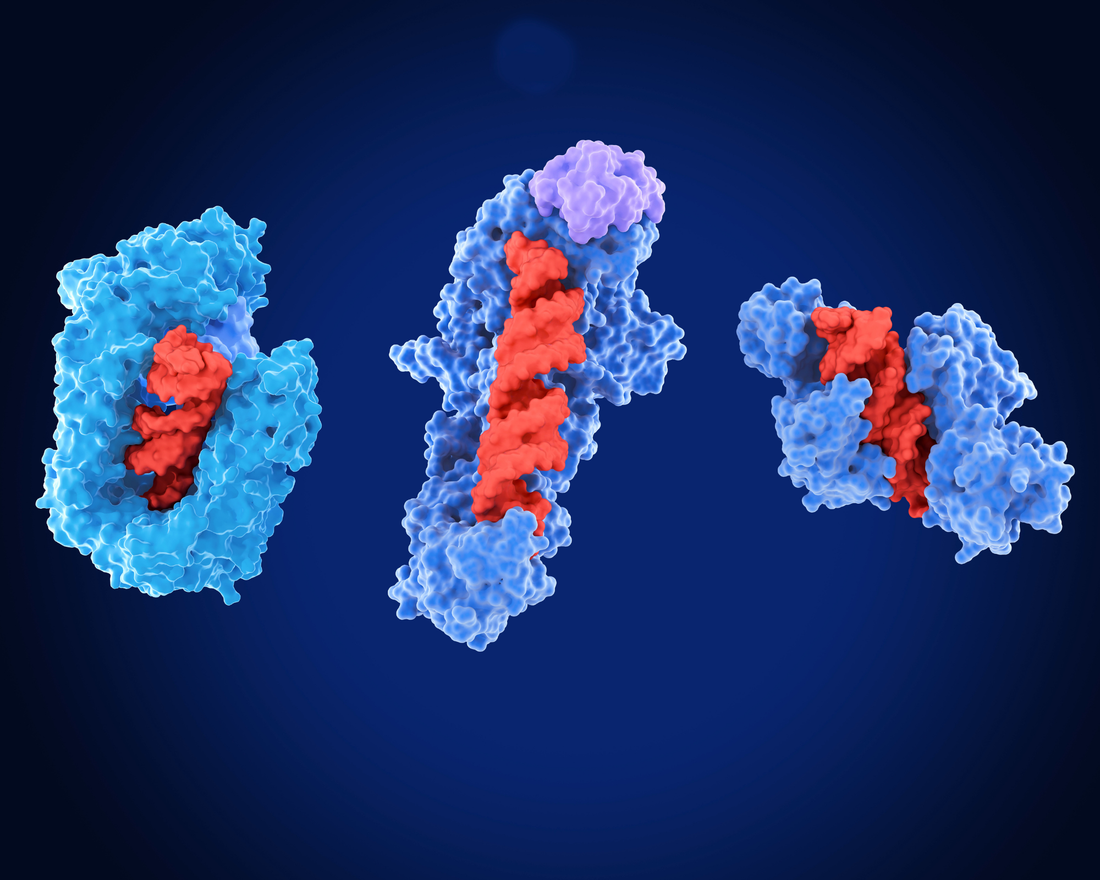 Enzymes