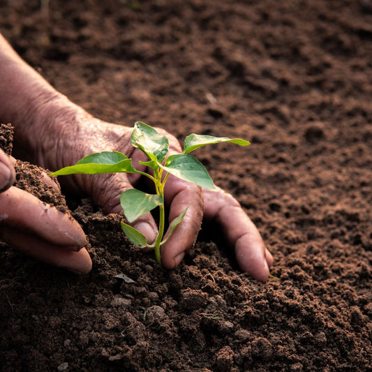 Use of Microbes in Gardening