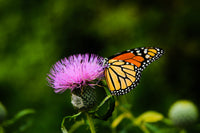 Close up of a milk thistle flower with a butterfly on it