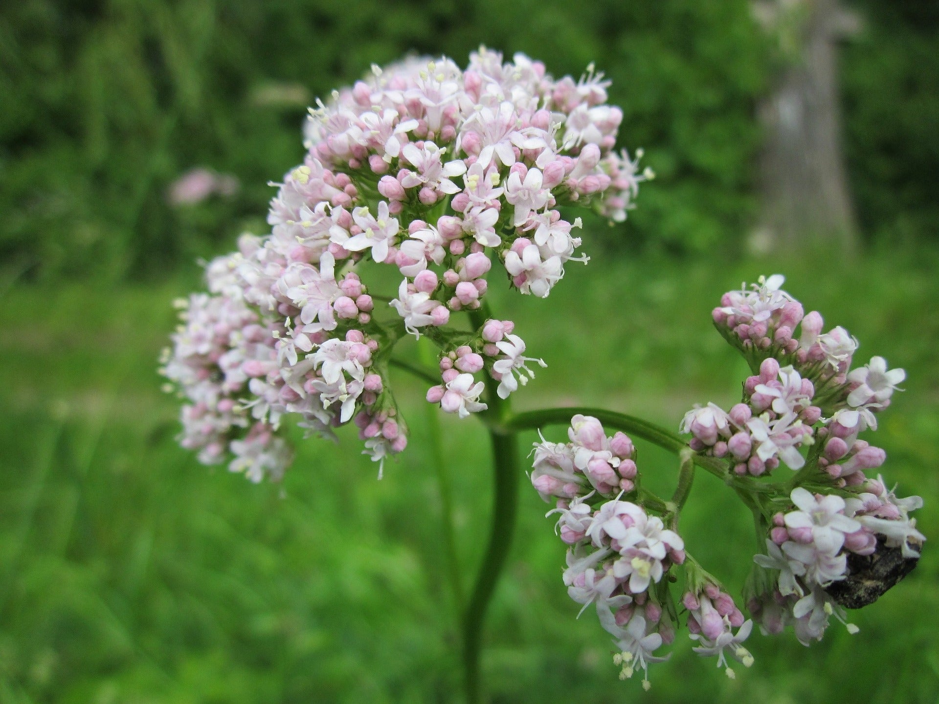 
          The Essential Benefits of Valerian - Uses, Doses and Interactions
        